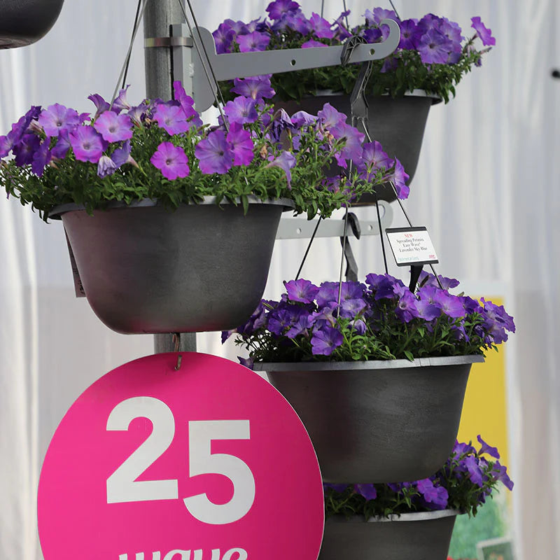 Petunia Easy Wave Lavender Sky Blue F1 hybrid for Hanging Baskets/Pots ( spreads upto  3 feet )