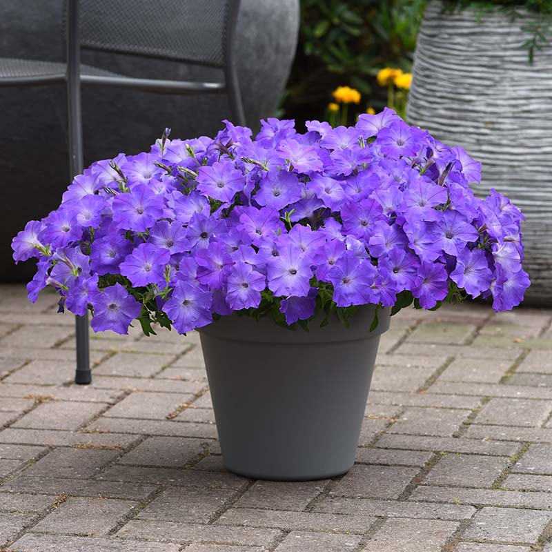 Petunia Easy Wave Lavender Sky Blue F1 hybrid for Hanging Baskets/Pots ( spreads upto  3 feet )