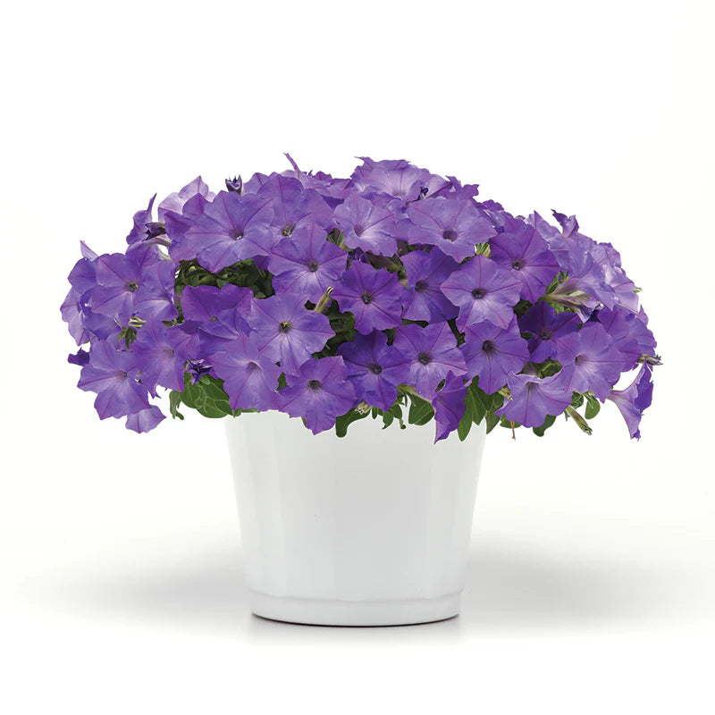 Petunia Easy Wave Lavender Sky Blue F1 hybrid for Hanging Baskets/Pots ( spreads upto  3 feet )