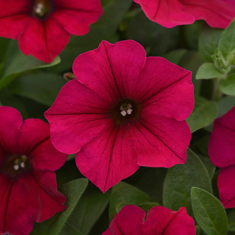 Petunia Wave Carmine Velour F1 Hybrid for hanging baskets ( spreads upto  3 feet )