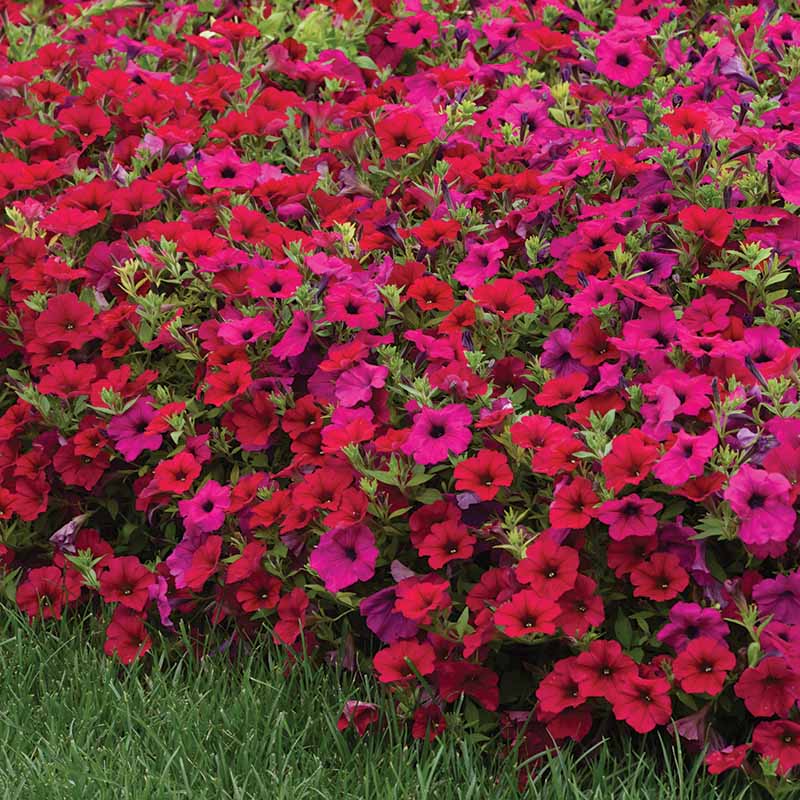 Petunia Wave Carmine Velour F1 Hybrid for hanging baskets ( spreads upto  3 feet )