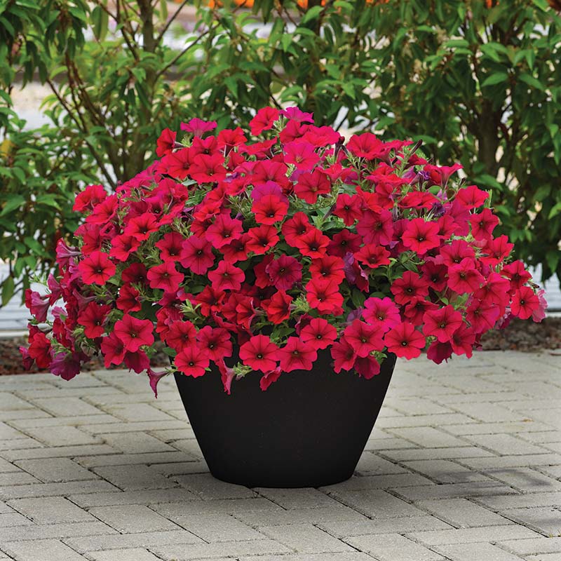 Petunia Wave Carmine Velour F1 Hybrid for hanging baskets ( spreads upto  3 feet )