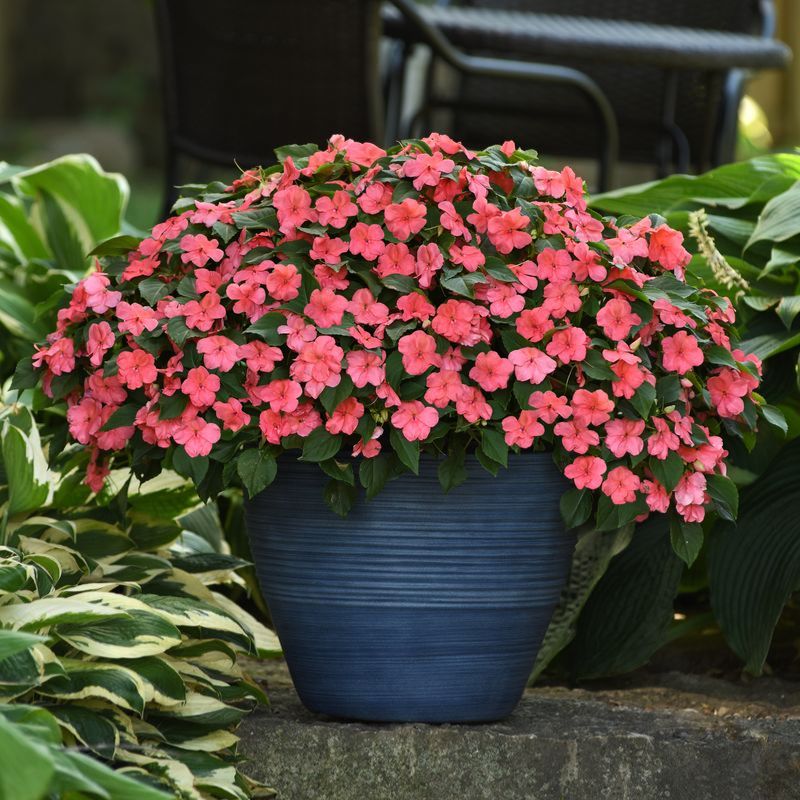 Impatiens Beacon Coral Shades