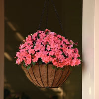 Impatiens Beacon Coral Shades