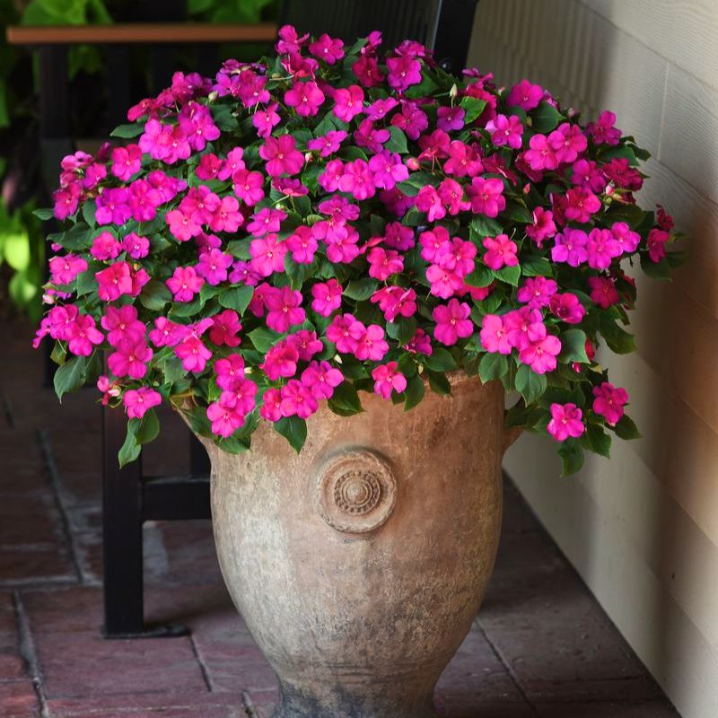 Impatiens Beacon Violet Shades