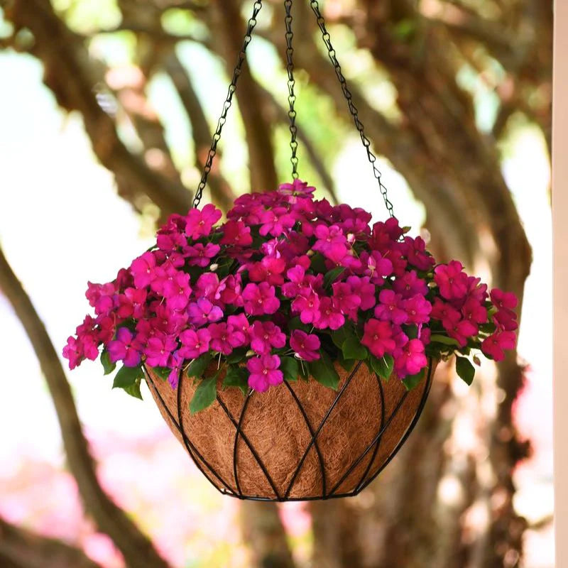 Impatiens Beacon Violet Shades