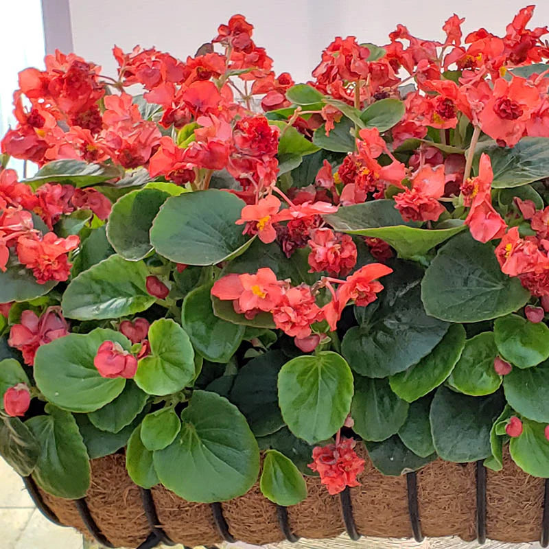 Begonia