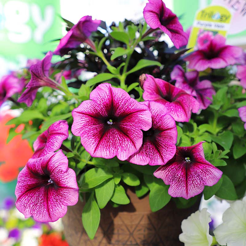 Petunia Opera Supreme Purple Vein F1 hybrid for hanging baskets ( spreads upto  2-3 feet )
