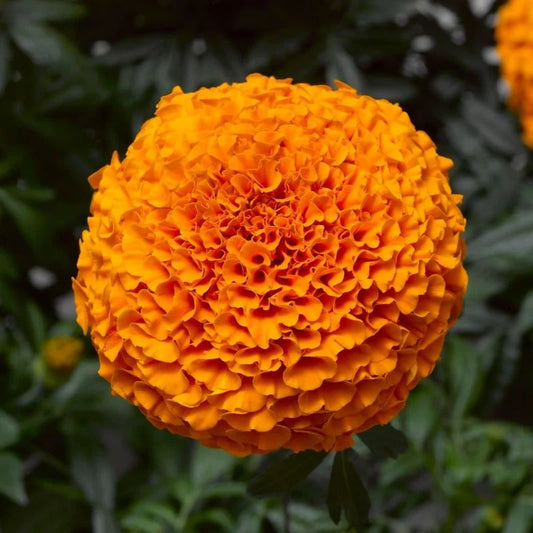 Marigold Inca II Deep Orange Nihali F1 Hybrid