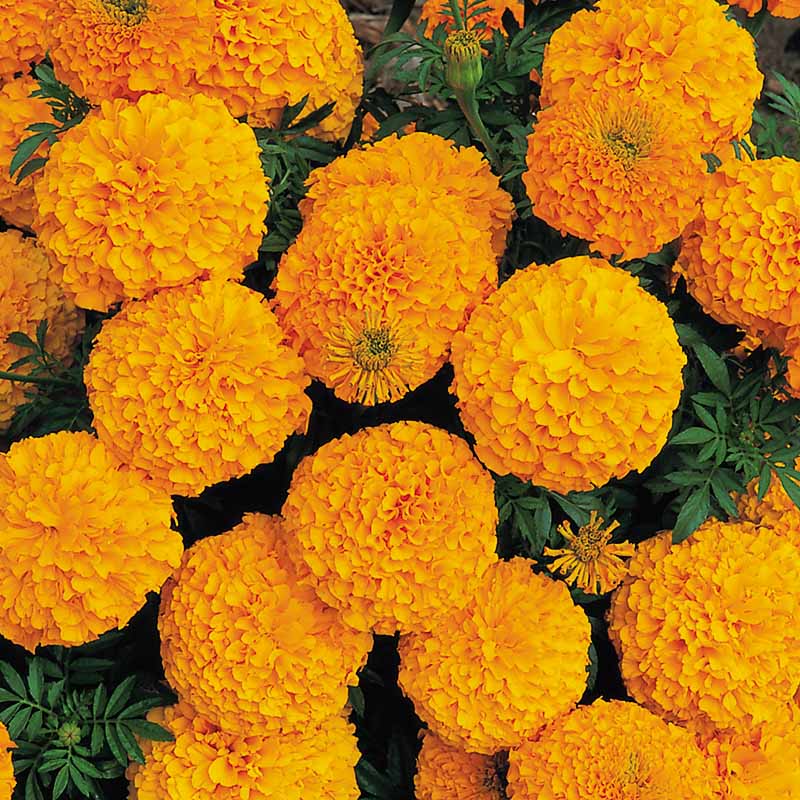 Marigold Inca II Deep Orange Nihali F1 Hybrid