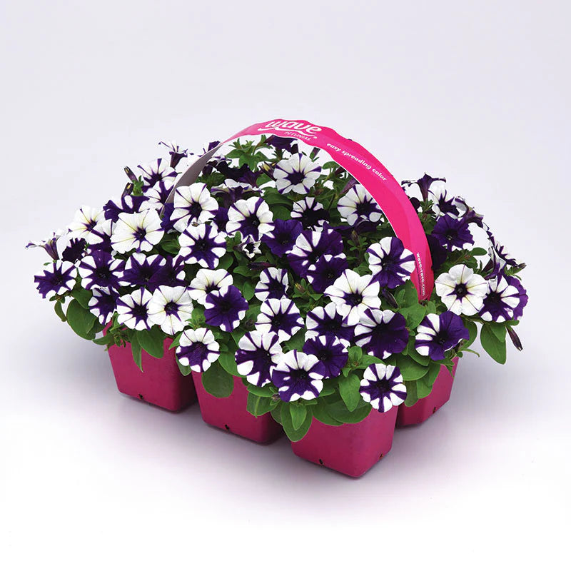 Petunia Shock Wave Purple Tie Dye F1 Hybrid for hanging baskets ( spreads upto  3 feet )