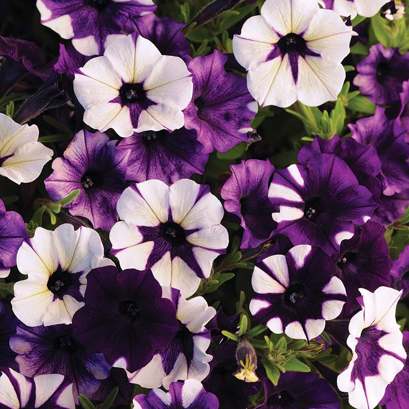 Petunia Shock Wave Purple Tie Dye F1 Hybrid for hanging baskets ( spreads upto  3 feet )
