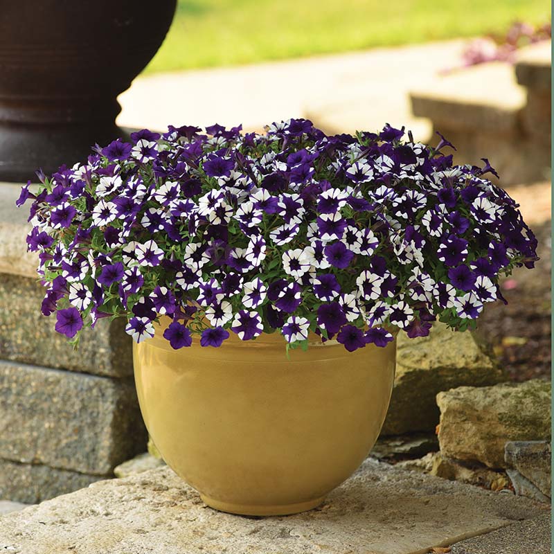 Petunia Shock Wave Purple Tie Dye F1 Hybrid for hanging baskets ( spreads upto  3 feet )