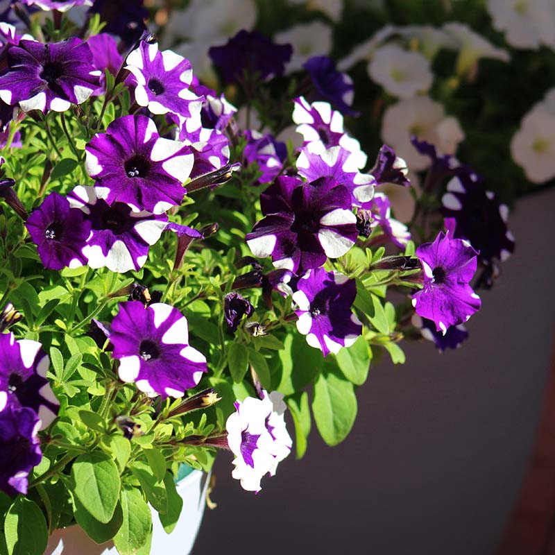 Petunia Shock Wave Purple Tie Dye F1 Hybrid for hanging baskets ( spreads upto  3 feet )
