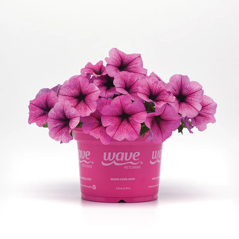 Petunia Easy Wave Rose Fusion F1 hybrid for Hanging Baskets/Pots ( spreads upto  3 feet )