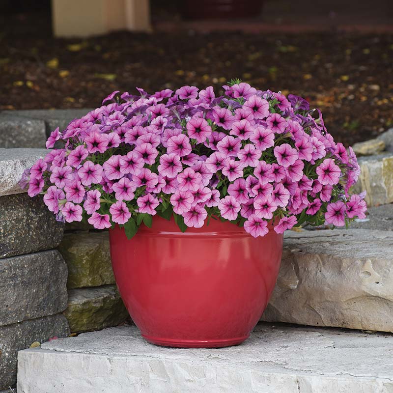 Petunia Easy Wave Rose Fusion F1 hybrid for Hanging Baskets/Pots ( spreads upto  3 feet )
