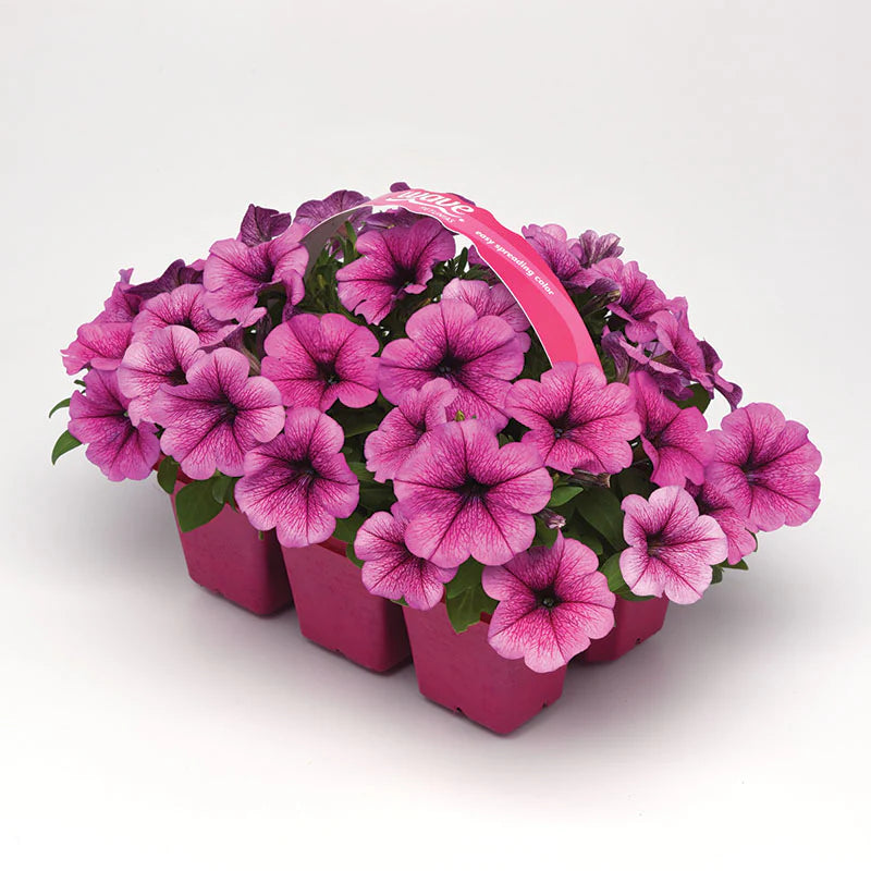 Petunia Easy Wave Rose Fusion F1 hybrid for Hanging Baskets/Pots ( spreads upto  3 feet )