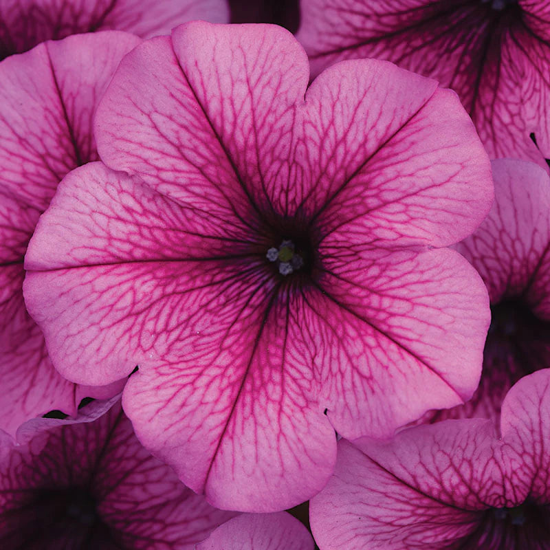 Petunia Easy Wave Rose Fusion F1 hybrid for Hanging Baskets/Pots ( spreads upto  3 feet )