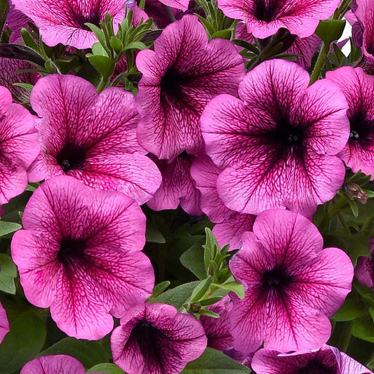 Petunia Easy Wave Rose Fusion F1 hybrid for Hanging Baskets/Pots ( spreads upto  3 feet )