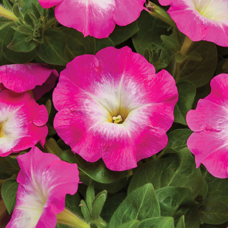 Petunia FotoFinish Rose Morn F1 hybrid for pots ( spreads upto  2 feet )
