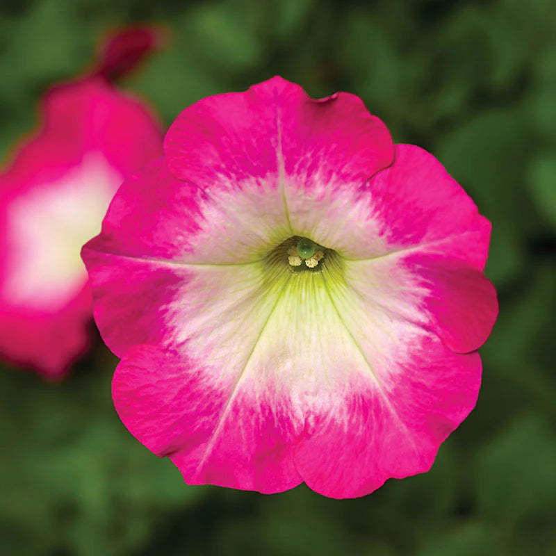 Petunia FotoFinish Rose Morn F1 hybrid for pots ( spreads upto  2 feet )