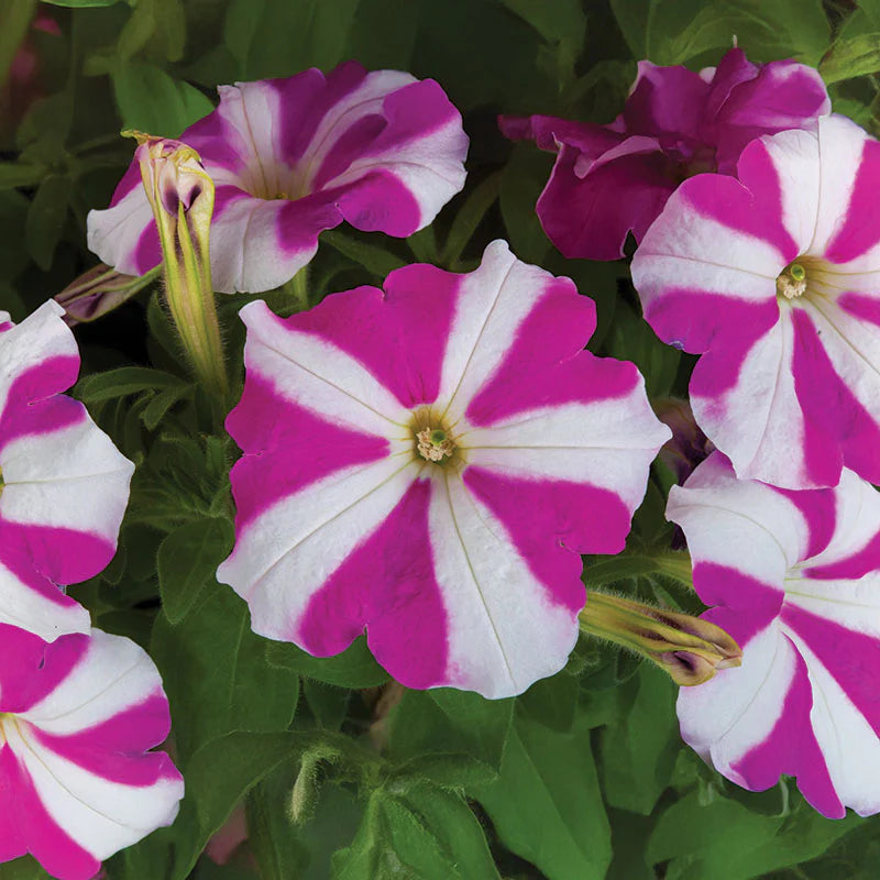 Petunia FotoFinish Rose Star F1 hybrid for pots ( spreads upto  2 feet )