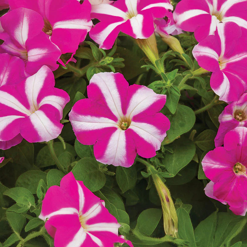 Petunia FotoFinish Rose Star F1 hybrid for pots ( spreads upto  2 feet )
