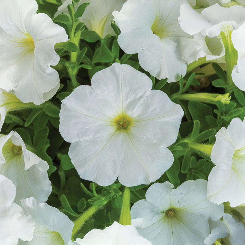 Petunia FotoFinish White F1 hybrid for pots ( spreads upto  2 feet )