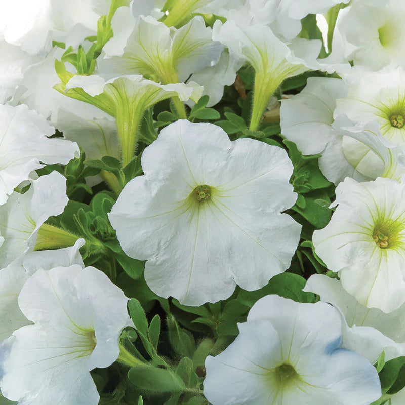 Petunia FotoFinish White F1 hybrid for pots ( spreads upto  2 feet )