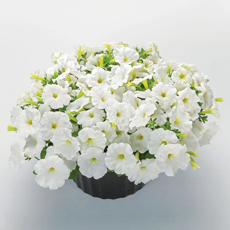 Petunia FotoFinish White F1 hybrid for pots ( spreads upto  2 feet )