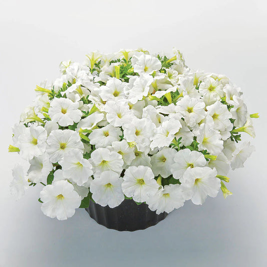 Petunia FotoFinish White F1 hybrid for pots ( spreads upto  2 feet )