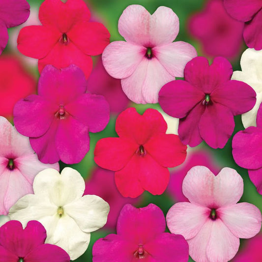 Impatiens Imara Mix