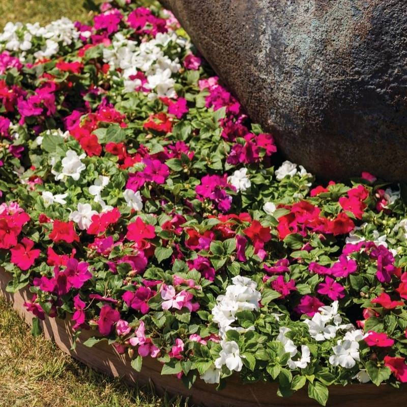 Impatiens Imara Mix