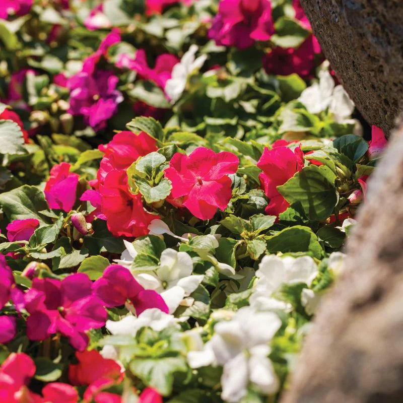 Impatiens Imara Mix