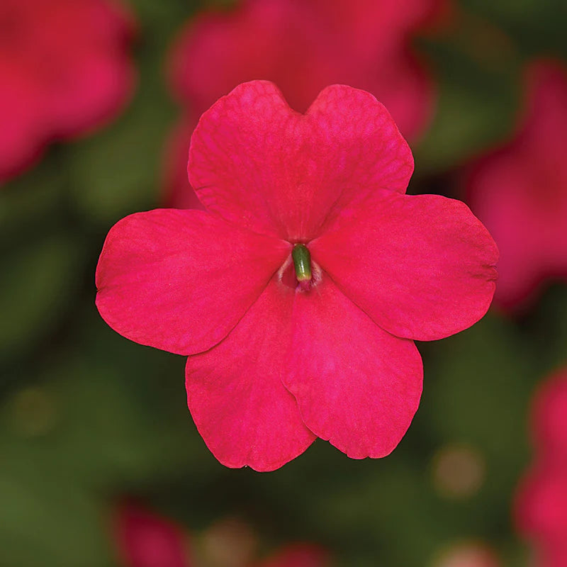 Impatiens Imara Mix