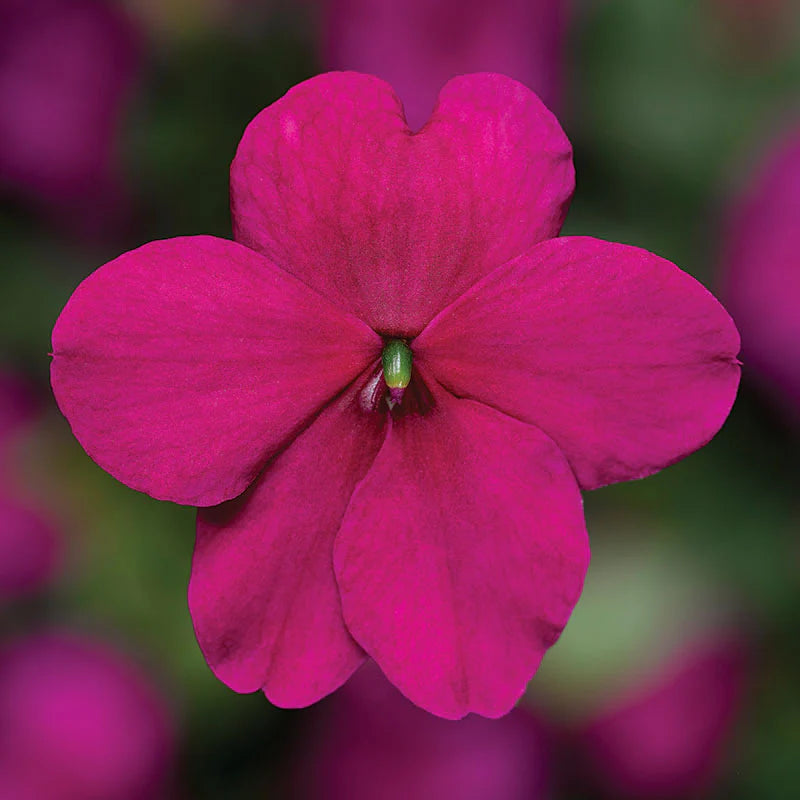 Impatiens Imara Mix