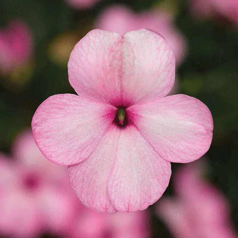 Impatiens Imara Mix