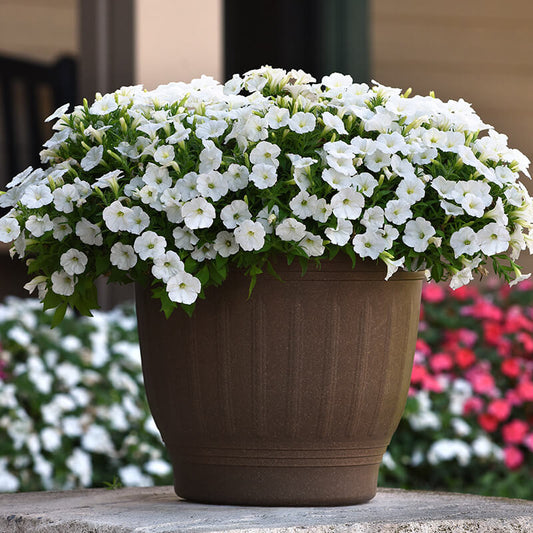Petunia Shock Wave White F1 for hanging baskets/pots ( spreads upto  3 feet )