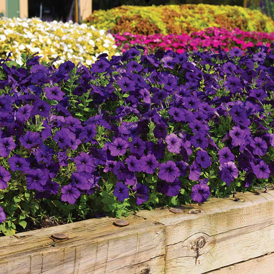 Petunia Wave series
