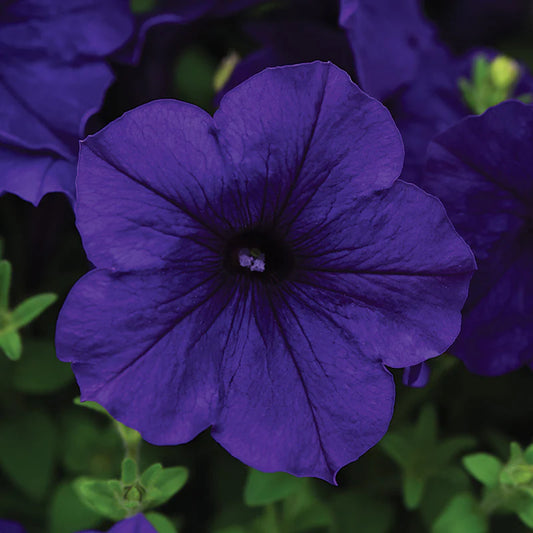 Petunia Wave series
