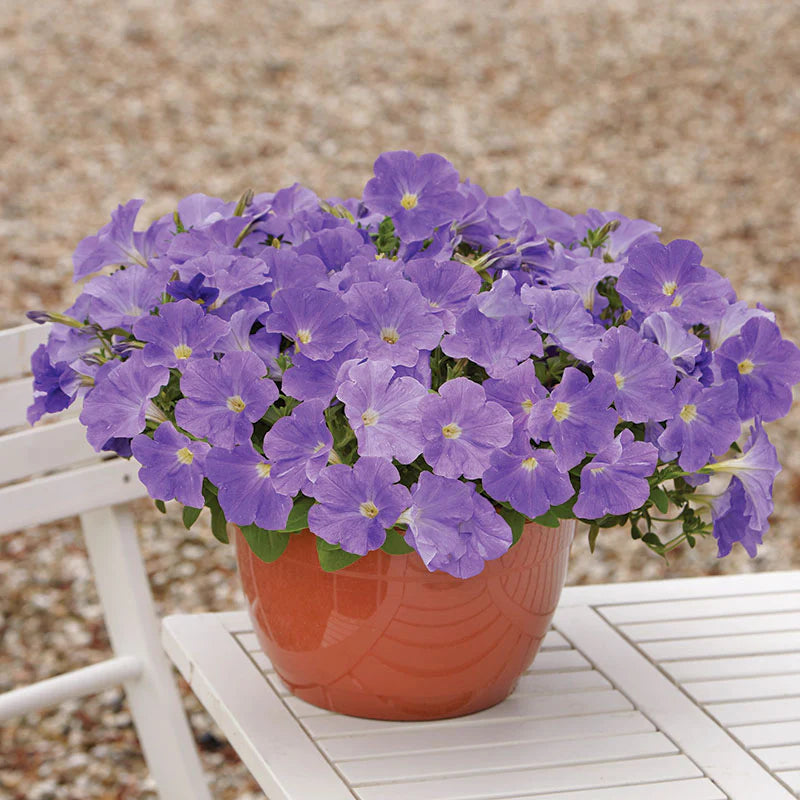 Petunia E3 Easy Wave Blue Sky F1 hybrid for Hanging Baskets/Pots ( spreads upto  2-3 feet )