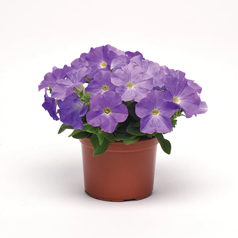 Petunia E3 Easy Wave Blue Sky F1 hybrid for Hanging Baskets/Pots ( spreads upto  2-3 feet )