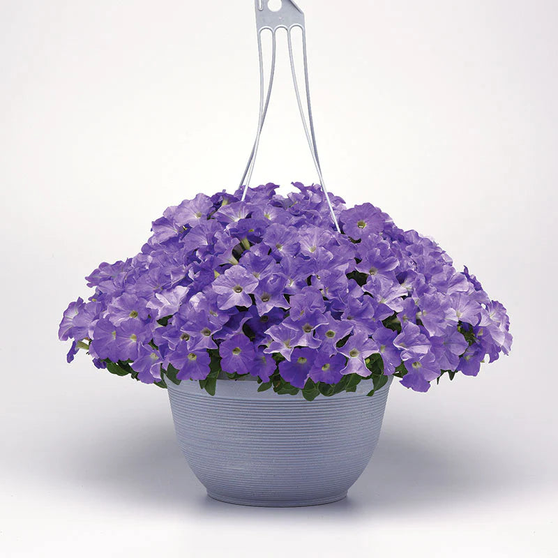 Petunia E3 Easy Wave Blue Sky F1 hybrid for Hanging Baskets/Pots ( spreads upto  2-3 feet )