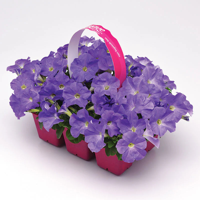 Petunia E3 Easy Wave Blue Sky F1 hybrid for Hanging Baskets/Pots ( spreads upto  2-3 feet )