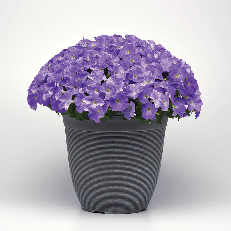 Petunia E3 Easy Wave Blue Sky F1 hybrid for Hanging Baskets/Pots ( spreads upto  2-3 feet )