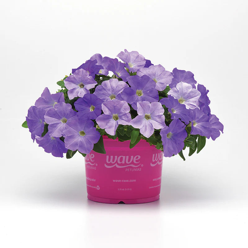 Petunia E3 Easy Wave Blue Sky F1 hybrid for Hanging Baskets/Pots ( spreads upto  2-3 feet )