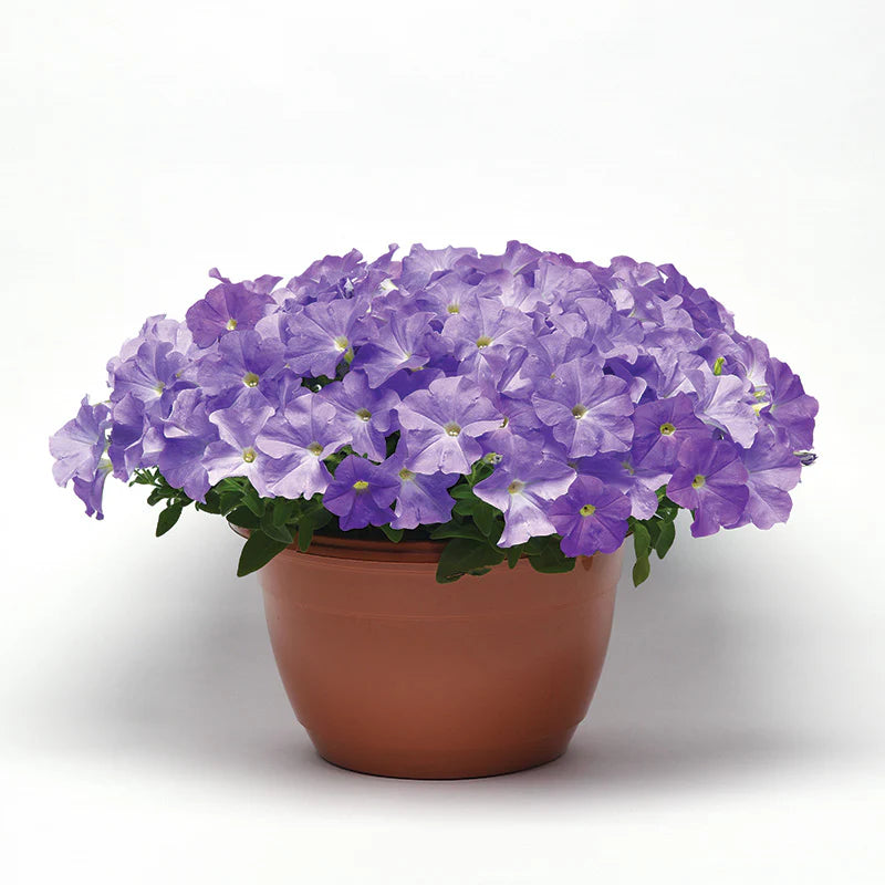 Petunia E3 Easy Wave Blue Sky F1 hybrid for Hanging Baskets/Pots ( spreads upto  2-3 feet )
