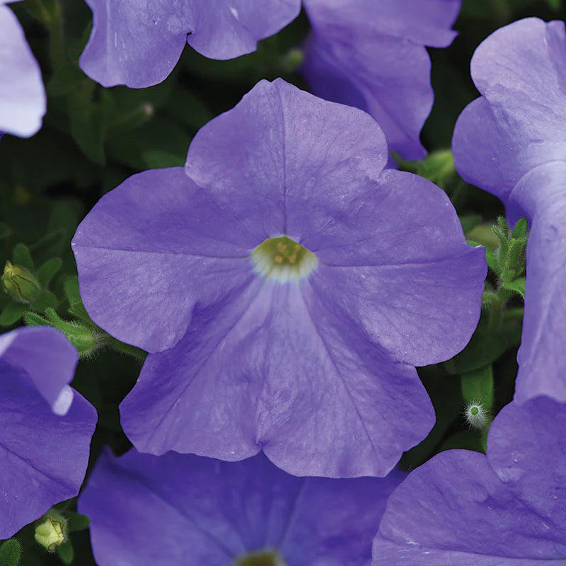 Petunia E3 Easy Wave Blue Sky F1 hybrid for Hanging Baskets/Pots ( spreads upto  2-3 feet )