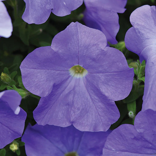 Petunia E3 Easy Wave Blue Sky F1 hybrid for Hanging Baskets/Pots ( spreads upto  2-3 feet )