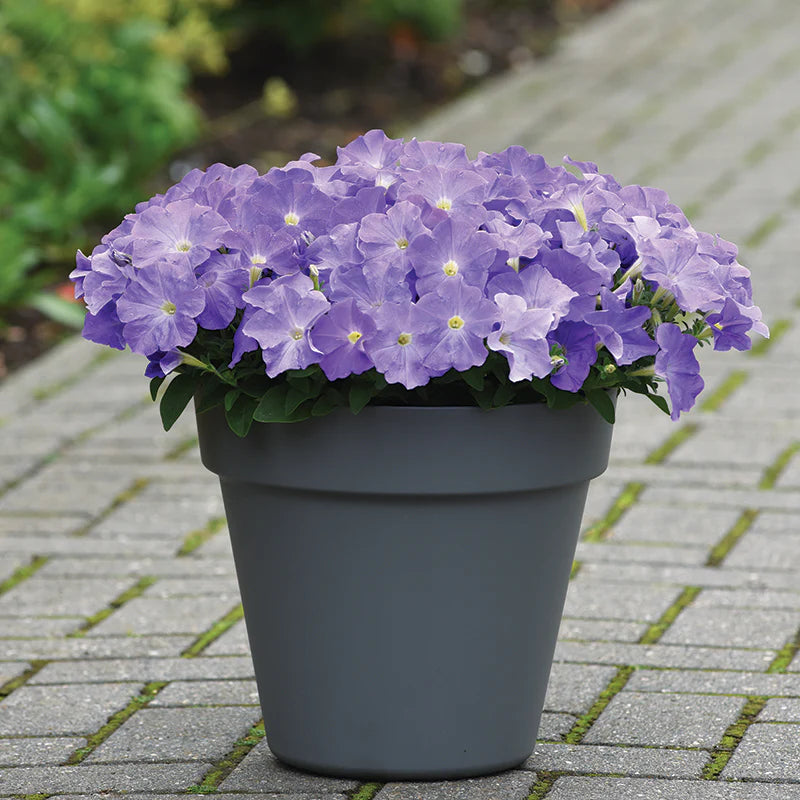 Petunia E3 Easy Wave Blue Sky F1 hybrid for Hanging Baskets/Pots ( spreads upto  2-3 feet )